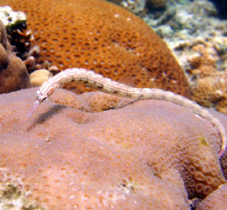 Pipe fish? by Adrian Newell 